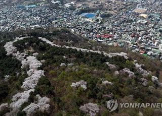 서울 중구, 벚꽃개화기간 남산 불법주정차 집중단속