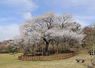 여의도 벚꽃길에 고유종 제주왕벚나무 심는다