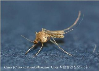 날 풀리면 찾아오는 불청객 '모기'...일본뇌염 주의보까지?