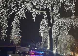 서울 송파구, '지각 벚꽃'에 석촌호수 야외공연 연장운영