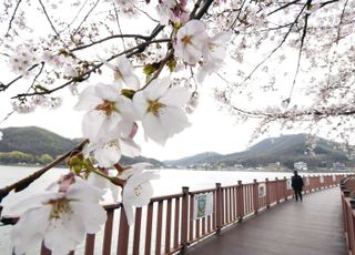[포토]벚꽃 향기 흩날리는 시흥은 온통 ‘봄봄봄’
