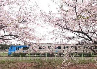 공항철도 검암역의 ‘숨은 벚꽃명소’…“아라뱃길”