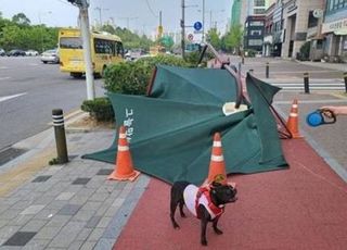 서울시, '반려견 순찰대' 활동개시