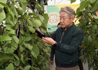 강호동 농협중앙회장, 가지 생육 및 출하 동향 점검