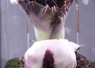 [포토] 2024고양국제꽃박람회 희귀식물 ‘아모르포팔루스 파에오니폴리우스’ 개화