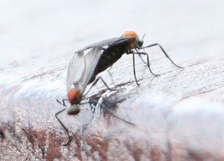 "징그러워도 못 죽입니다" 러브버그 정말 어떡하나
