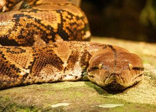 아이 약 사러 갔다가…비단뱀 뱃속에서 발견된 30대 여성