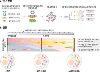 KAIST, 미토콘트리아 DNA 돌연변이 규명
