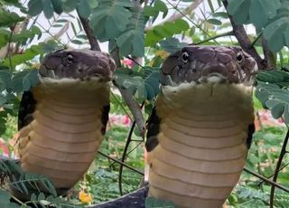 집 밖 나무에 3m 초대형 뱀… 혓바닥 '낼름 낼름'