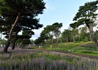 정조대왕 조성 수원 '노송숲', 산림청 '아름다운 도시숲 50선' 선정