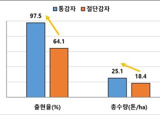 통으로 심은 감자 출연율 97.4%…“통 씨감자로 심어야”