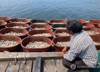 팔팔 끓는 바다…우럭 150만마리 '떼죽음' 당했다