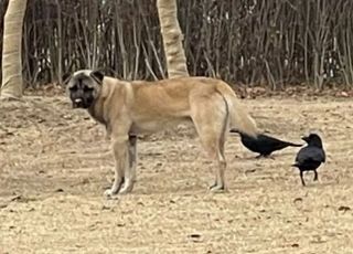 김포 주택가서 들개가 사람 습격…60대 남성 허벅지 물려