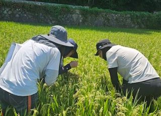 벼 수확 시기인데…이상기온으로 때 아닌 벼멸구에 농가 비상