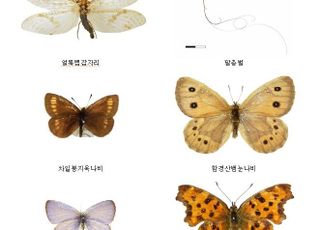 생물자원관, 석주명 선생 곤충표본 120여 점 일본으로부터 기증받아