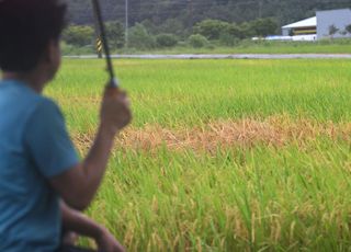 벼멸구 발생 면적 2만6000ha…농식품부, 피해 벼 농가 희망 물량 매입