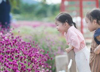 양주시 나리농원 천일홍 꽃밭, 나들이 명소로 최고 인기.. 19만명 방문