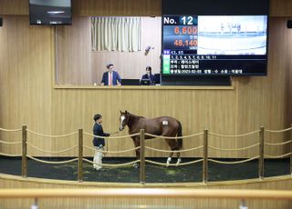 올해 첫 1세 경주마 경매, 142마리 중 46마리 낙찰