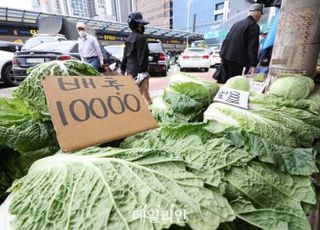 배추·무 가격 1년 전 보다 높아…토마토도 52% 올라