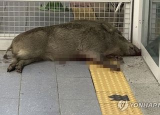 경남 양산 전철역에 뛰어든 멧돼지…30대男 팔 물리고 역 시설물 파손