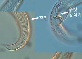 생물자원관, DNA 메타바코딩 기법 활용 신종 선형동물 4종 발견