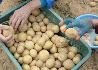 ‘기온 상승·생육 부진’ 고랭지감자 생산 0.2% 감소…고추 10.4%·참깨 0.3%↑