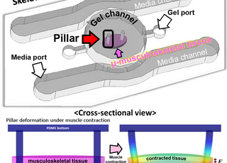 KAIST, 골격근 조직 제작하는 바이오 미세유체시스템 개발