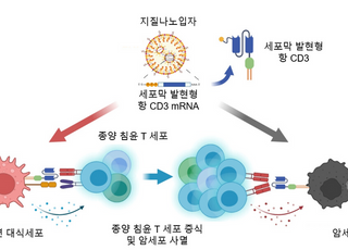 KAIST, 체내서 항암 치료 효과 구현 가능한 mRNA 개발