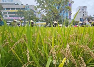 탄핵 정국에 농업 정책 난항 예고…쌀 재배면적 감축 ‘암초’[길 잃은 방향타]