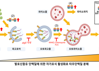 생명연, 알츠하이머 원인인 타우단백질 제거하는 새 기전 규명