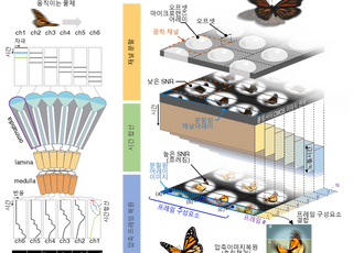 KAIST, 곤충 시각서 영감 받은 '생체모사 카메라' 개발