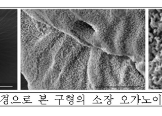 오가노이드 활용 곰팡이 분석… 유산균 배양액 처리로 독성 저감 확인