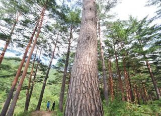 산림청, 소나무·참나무류 총 2413그루 국가유산수리재료센터에 공급