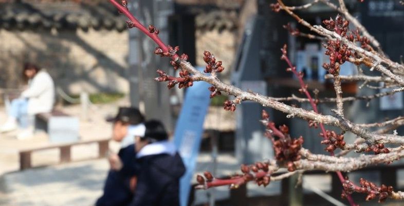 [오늘 날씨] 아침 쌀쌀 큰 일교차 주의...미세먼지에 좋은 한약재