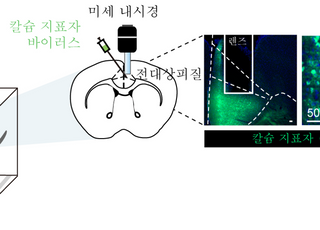 IBS, 타인 고통 인식하고 정서적으로 공유하는 뇌 핵심 신경회로 규명