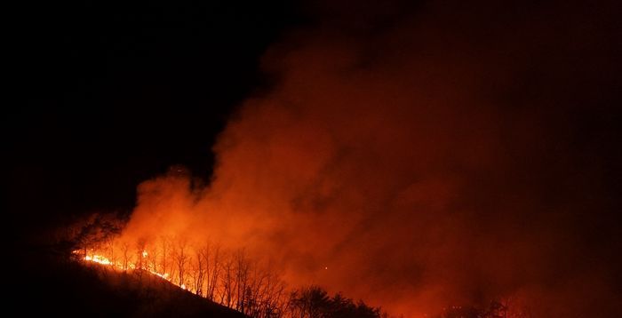 중대본 "산불로 인한 사상자 56명…산림 피해면적 3만6009㏊"