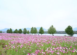 구리시 코스모스 축제 , 2025년 경기도 우수축제에 선정