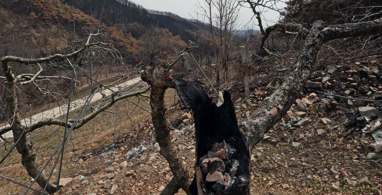 “벌써 추석이 두렵다” 역대급 산불로 하반기 물가 폭탄 ‘경고음’