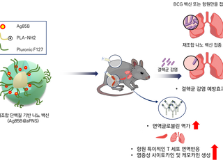 온도반응성 나노입자 적용한 백신, 결핵균 방어 효과 향상