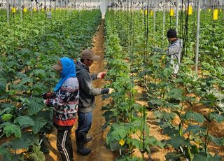 경기도, 농번기 인력수급 지원…27만명 공급