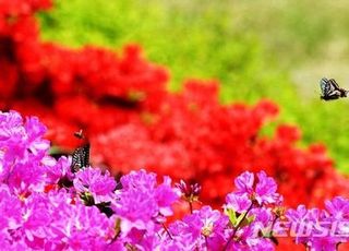 "'이 꽃' 먹지 마세요" 졸업사진 찍던 초등학생들, 구토 증세로 병원행