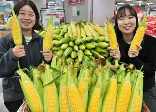 롯데마트·슈퍼, '초당옥수수' 매입량 30% 확대…20만개 준비