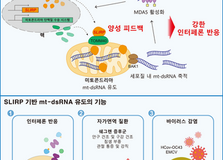 KAIST, 자가면역·바이러스 감염 조절하는 ‘면역 스위치’ 단백질 규명