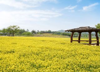 [포토] 양주시 나리농원, 봄 개장 앞두고 유채꽃 물결 이뤄