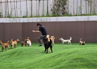 경기도, 경북산불피해 현장서 구조된 반려견 56마리 입양 진행