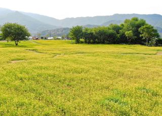 포천시 ‘왕방공원’ 유채꽃 만개…도심 속 제주 풍경 즐겨요