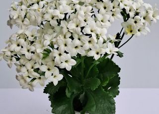 경기농기원, 다육식물 칼랑코에 수입 종묘 대체 국산 신품종 2종 첫 선