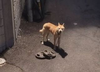 "30kg 쇳덩이에 묶인 개가 피 흘리며 끌고 와"…견주의 파렴치한 변명