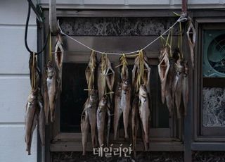 사라진 명태·오징어 이유 있었다…동해, 기초생산력 매년 0.3%씩 하락