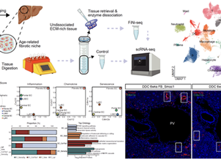 KAIST·생명연, 노화 간 섬유화 미세환경 정밀 분석기술 FiNi-seq 개발